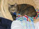 Calico Cat In Laundry Basket
Picture # 2334
